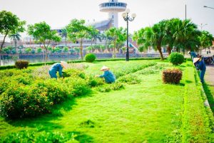 Dịch vụ chăm sóc cây xanh - Dịch Vụ Môi Trường Đức Hòa - Công Ty Cổ Phần Đô Thị Đức Hòa