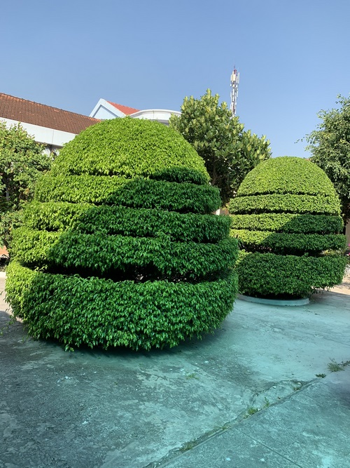 Dịch vụ chăm sóc cây xanh - Dịch Vụ Môi Trường Đức Hòa - Công Ty Cổ Phần Đô Thị Đức Hòa