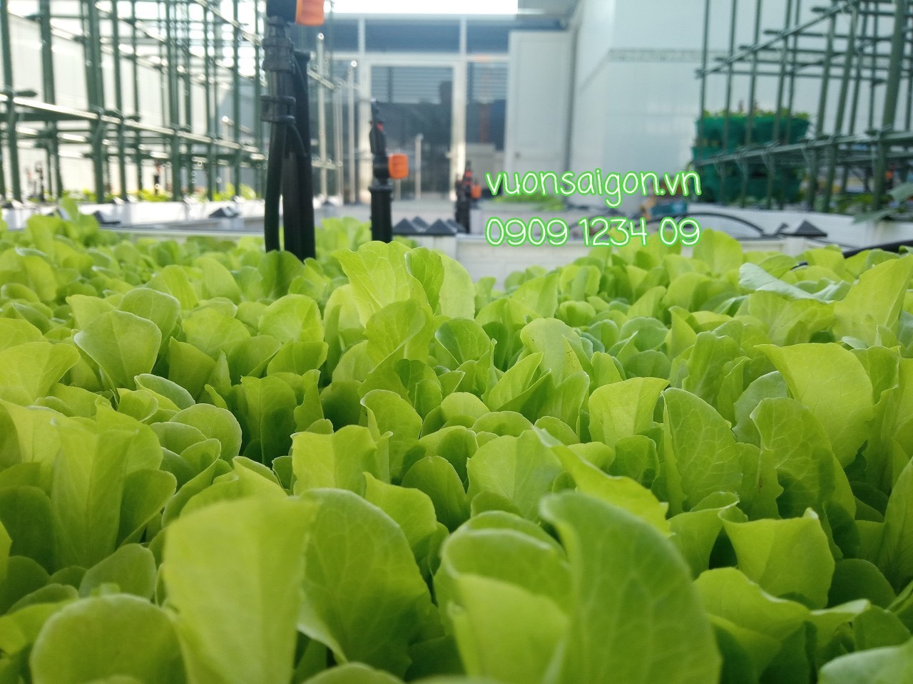 Cây xanh - Công Ty TNHH Làng Hoa Gò Vấp