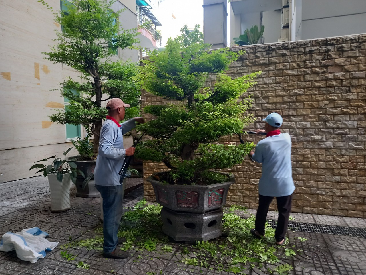 Dịch vụ chăm sóc và cắt tỉa cây xanh