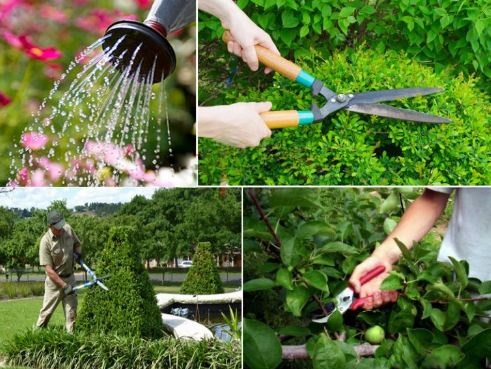 Dịch vụ chăm sóc cây xanh