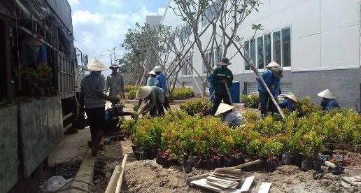 Dịch vụ chăm sóc cây xanh