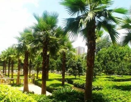 Dịch vụ chăm sóc cây xanh
