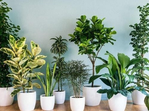 Dịch vụ chăm sóc cây xanh