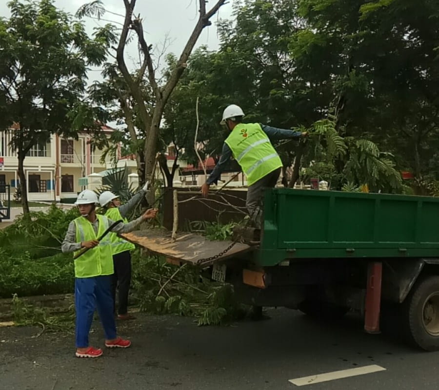 Dịch vụ cưa cây xanh
