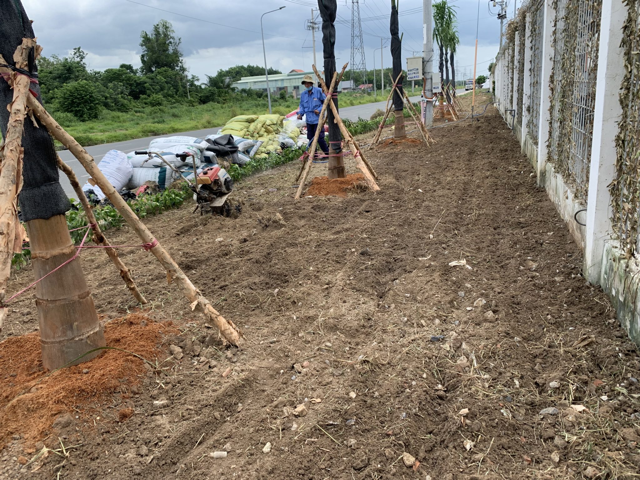 Dịch vụ trồng cây xanh