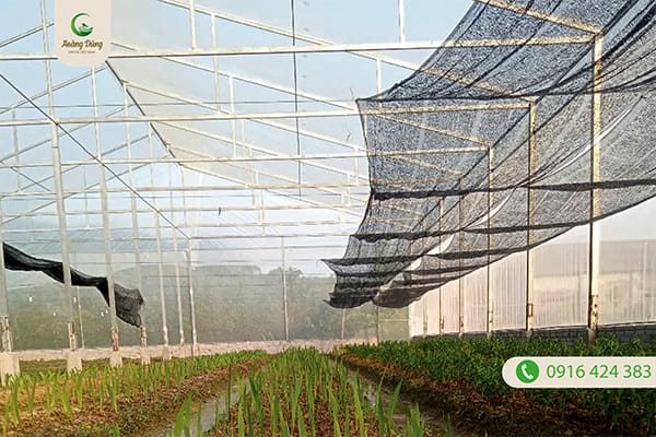 Dự án màng nhà kính trồng hoa - Lưới Nông Nghiệp Hoàng Dũng Green - Công Ty TNHH Hoàng Dũng Green Việt Nam