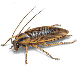 Dịch Vụ Diệt Côn Trùng Minh Quân INSECTS – Công Ty TNHH Minh Quân INSECTS