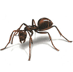 Dịch Vụ Diệt Côn Trùng Minh Quân INSECTS – Công Ty TNHH Minh Quân INSECTS