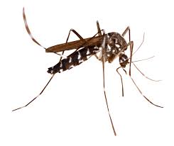 Dịch Vụ Diệt Côn Trùng Minh Quân INSECTS – Công Ty TNHH Minh Quân INSECTS