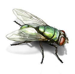 Dịch Vụ Diệt Côn Trùng Minh Quân INSECTS – Công Ty TNHH Minh Quân INSECTS