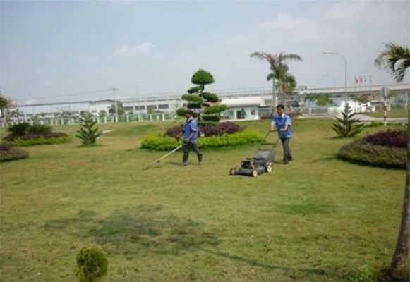 Dịch vụ chăm sóc cỏ và cây xanh - VPĐD tại Vĩnh Phúc - Công Ty TNHH Dịch Vụ Công Nghiệp Huy Hoàng
