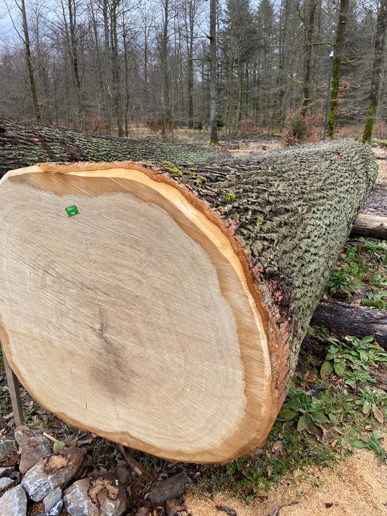 Gỗ sồi (Oak log)