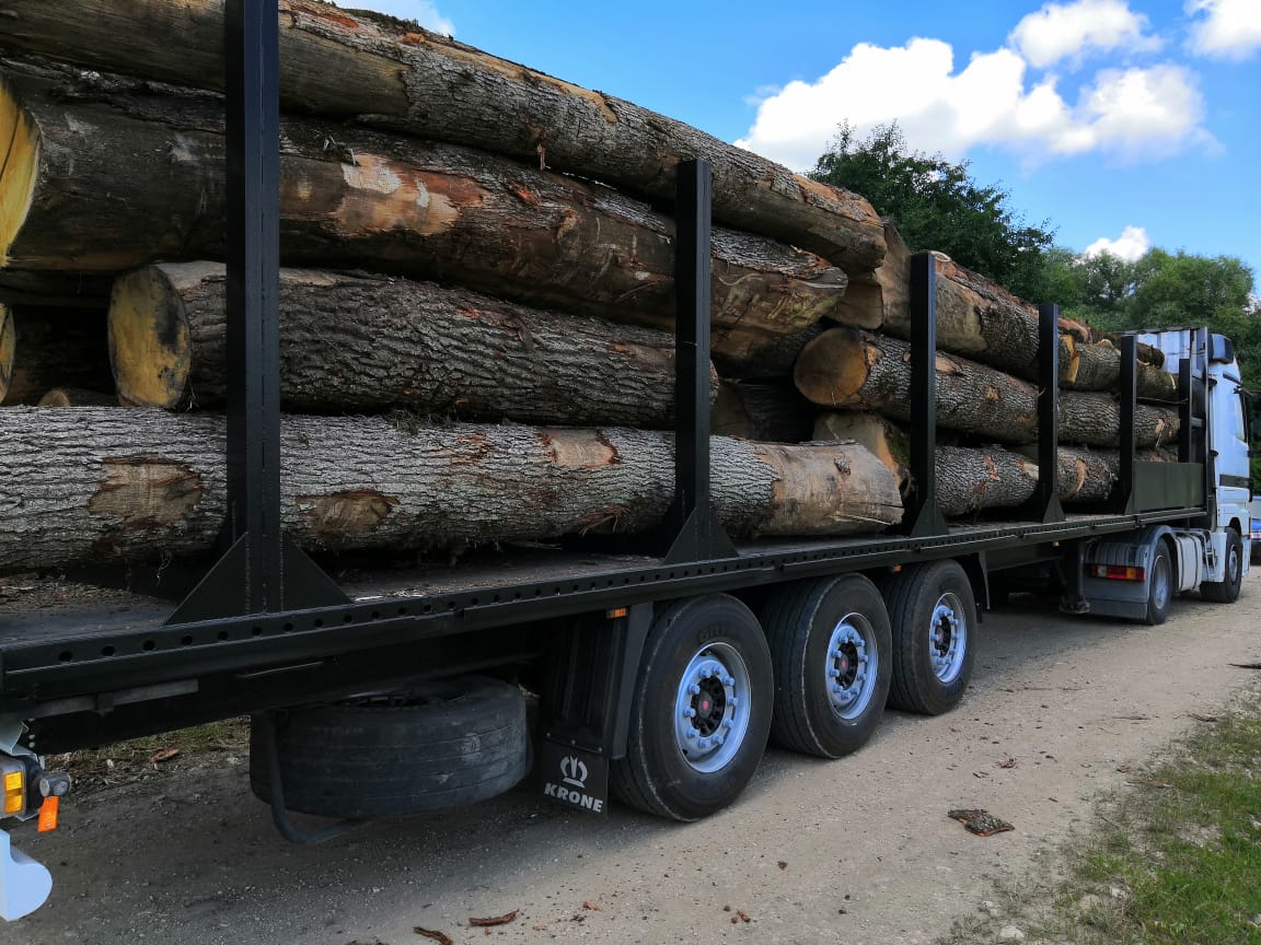 Gỗ sồi (Oak log)