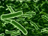 Clostridium_tetani_bacteria - Công Ty CP Sinh Học Quốc Tế Nani