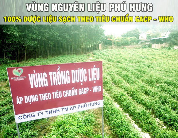 Vùng dược liệu công ty Phú Hưng AP