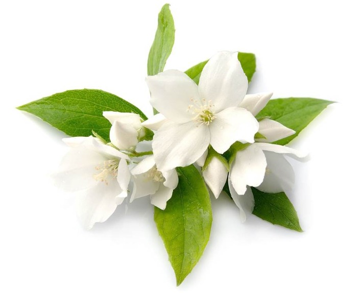 Hương lài - Hóa Chất Sài Gòn Chem - Công Ty TNHH Xuất Nhập Khẩu Sài Gòn Chem