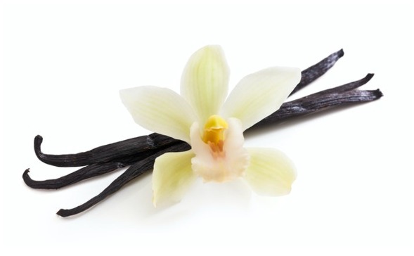 Hương Vani - Hóa Chất Sài Gòn Chem - Công Ty TNHH Xuất Nhập Khẩu Sài Gòn Chem