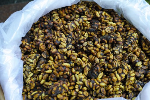 Cà phê chồn Arabica