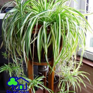 Công Ty TNHH Sản Xuất Và Kinh Doanh Cây Xanh Thủ Đô