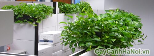 Công Ty TNHH Một Thành Viên Cây Cảnh Hà Nội — hình ảnh từ trangvangvietnam.com
