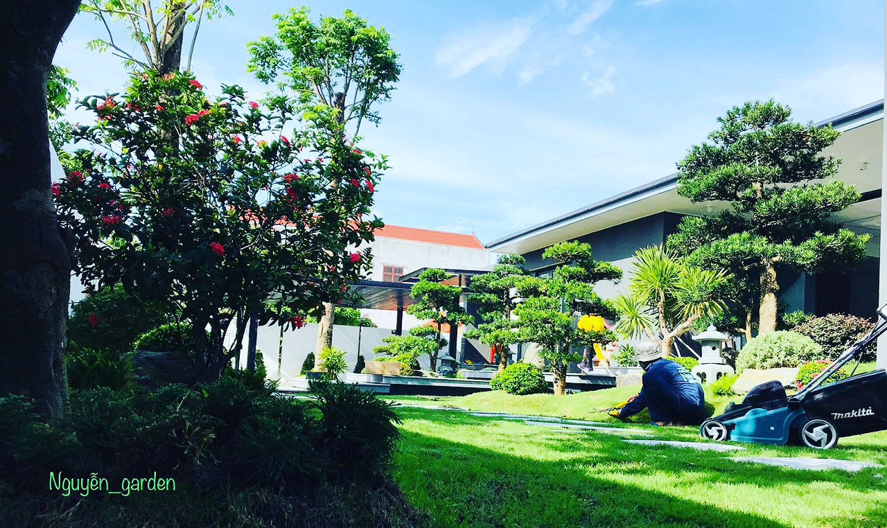 Thi công, thiết kế cây cảnh vườn