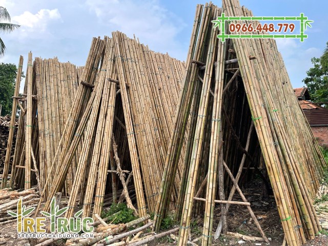 Tre Trúc Thái Dương