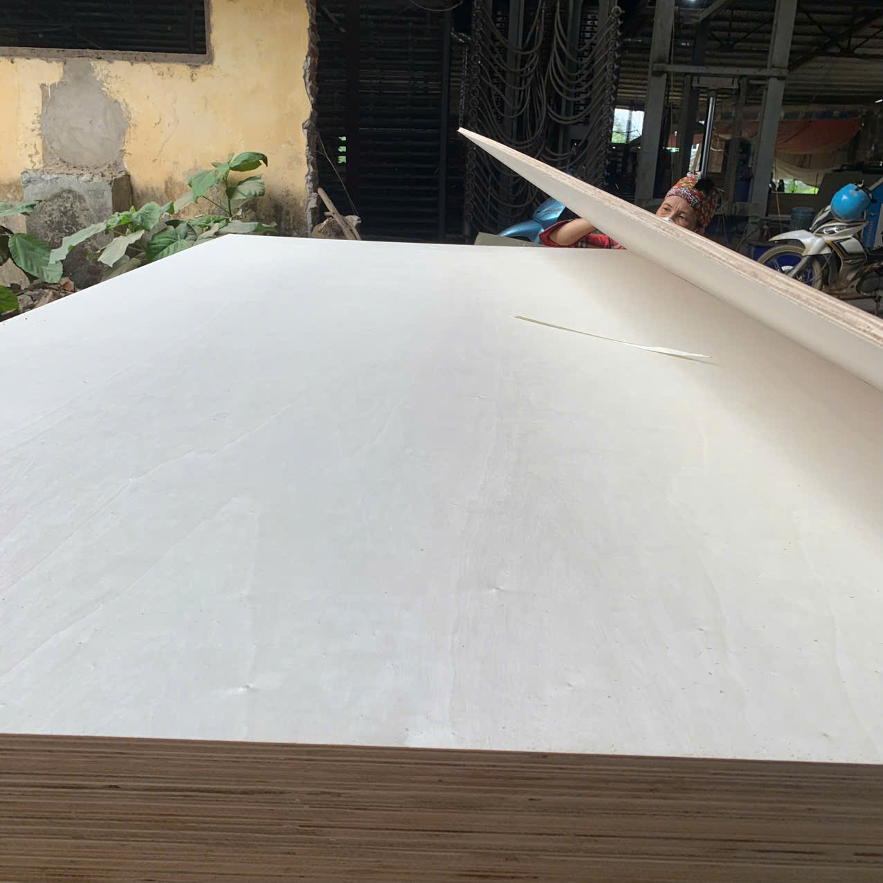 Plywood mặt Poplar