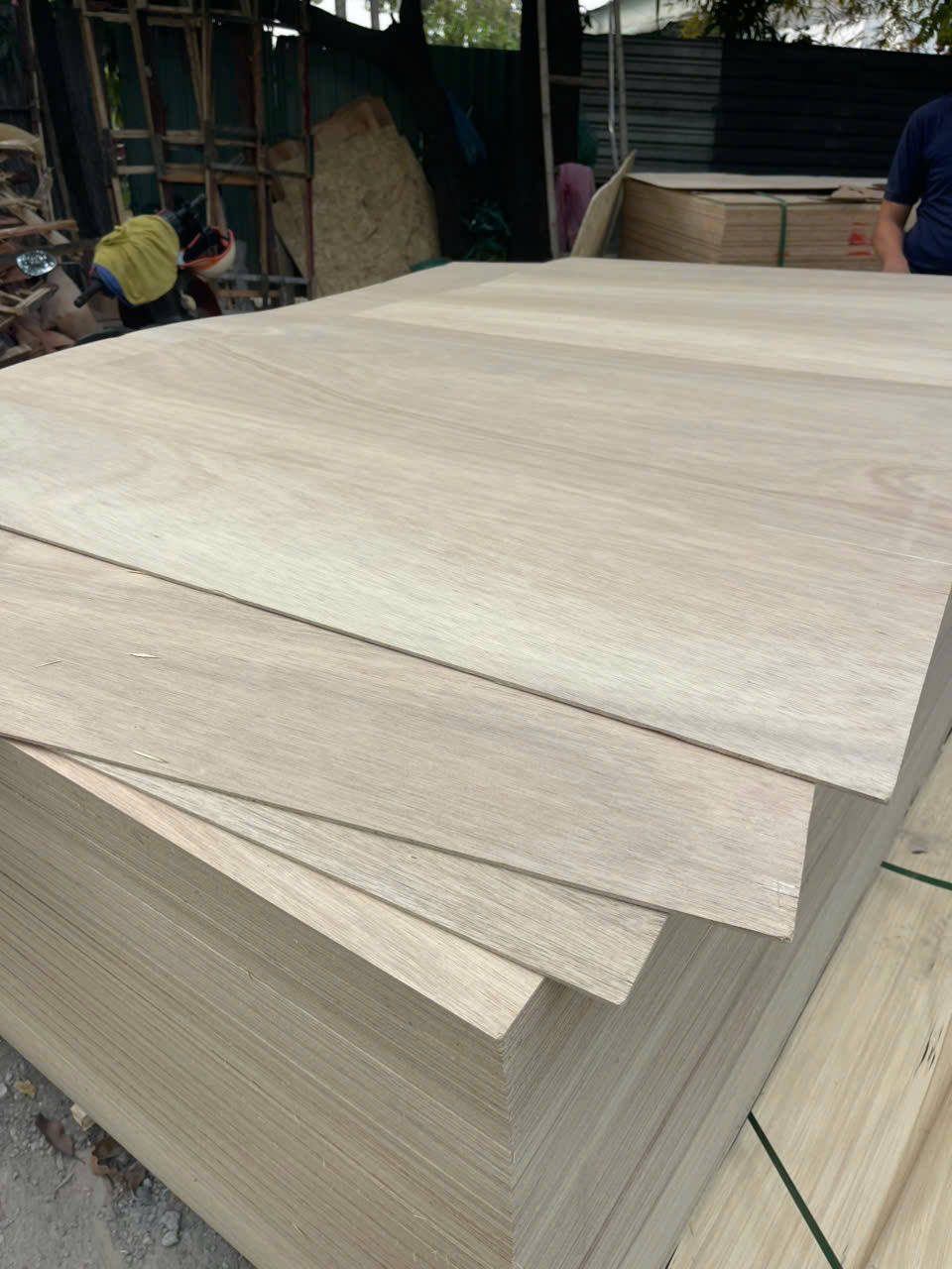 Ván ép uốn cong ngô đồng