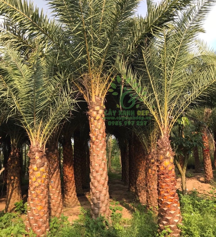 Cây Xanh Đẹp - Công Ty TNHH Một Thành Viên Cây Xanh Đẹp — hình ảnh từ trangvangvietnam.com