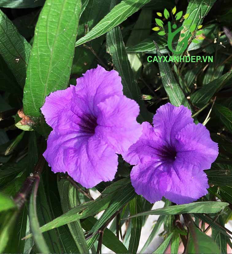 Cây Xanh Đẹp - Công Ty TNHH Một Thành Viên Cây Xanh Đẹp — hình ảnh từ trangvangvietnam.com