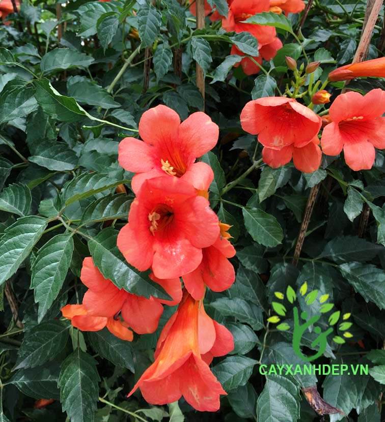 Cây huỳnh anh - Cây Xanh Đẹp - Công Ty TNHH Một Thành Viên Cây Xanh Đẹp