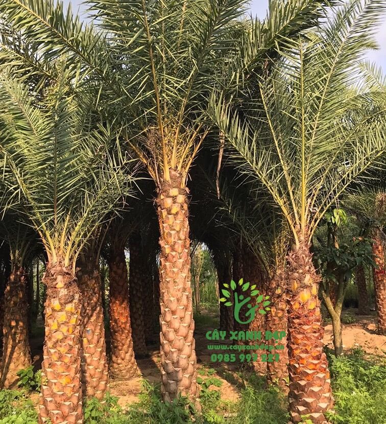 Cây chà là - Cây Xanh Đẹp - Công Ty TNHH Một Thành Viên Cây Xanh Đẹp