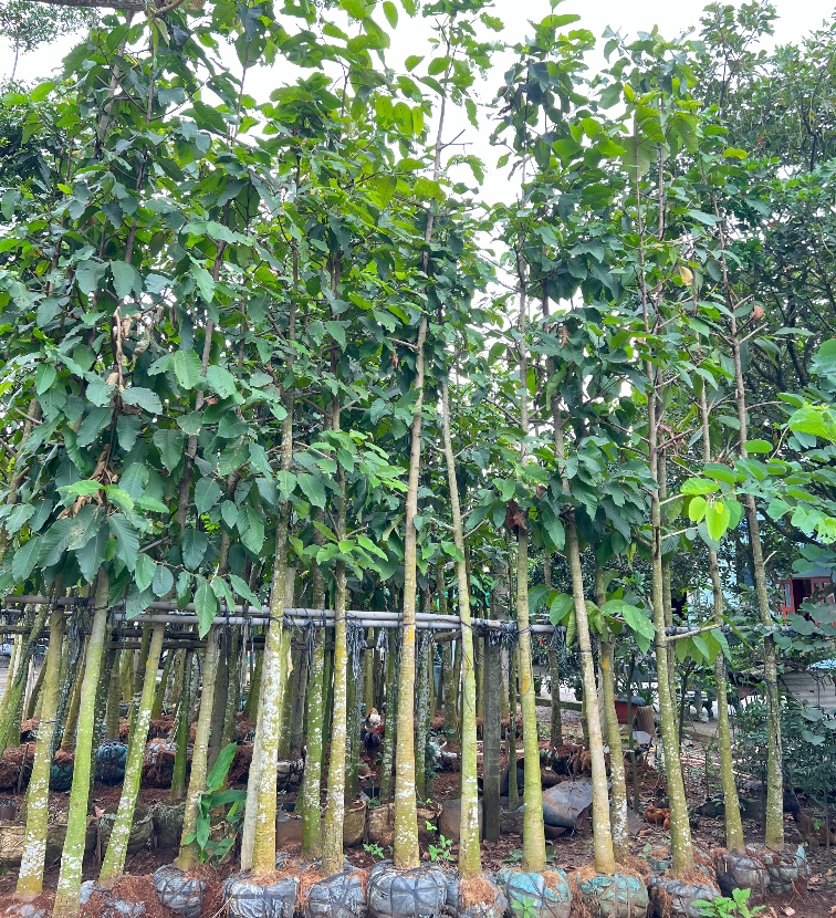 Cây dầu rái - Cây Xanh Đẹp - Công Ty TNHH Một Thành Viên Cây Xanh Đẹp