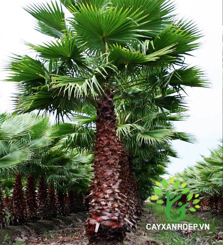 Cây kè Washington (cọ gai) - Cây Xanh Đẹp - Công Ty TNHH Một Thành Viên Cây Xanh Đẹp