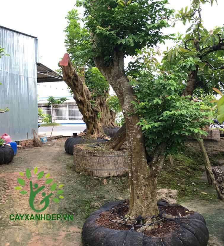 Cây khế - Cây Xanh Đẹp - Công Ty TNHH Một Thành Viên Cây Xanh Đẹp