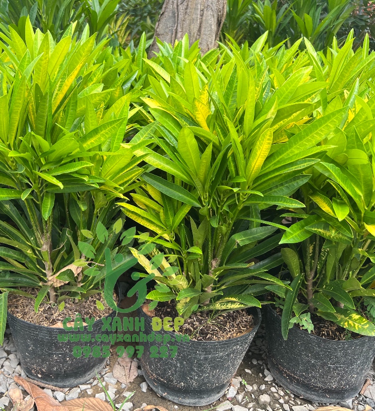 Cây lá màu hoàng kim - Cây Xanh Đẹp - Công Ty TNHH Một Thành Viên Cây Xanh Đẹp