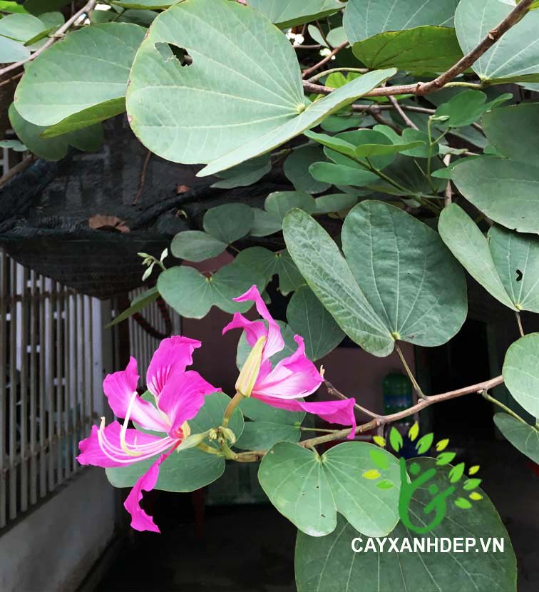 Cây móng bò (Cây ban tím) - Cây Xanh Đẹp - Công Ty TNHH Một Thành Viên Cây Xanh Đẹp