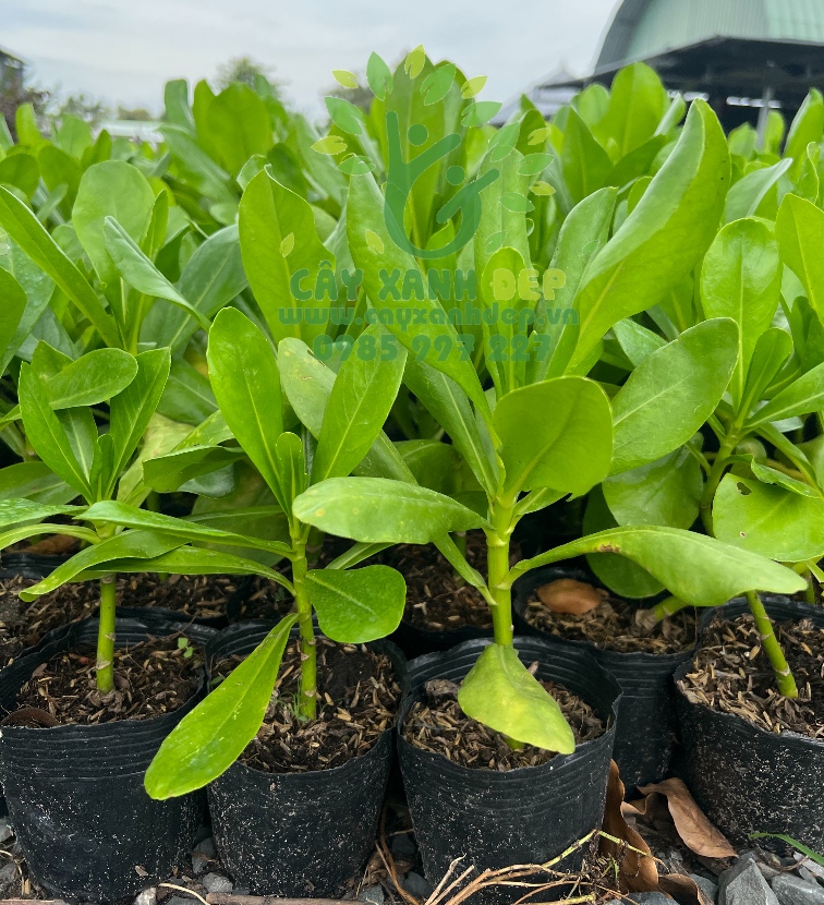 Cây phong ba - Cây Xanh Đẹp - Công Ty TNHH Một Thành Viên Cây Xanh Đẹp