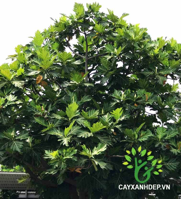 Cây sa kê - Cây Xanh Đẹp - Công Ty TNHH Một Thành Viên Cây Xanh Đẹp