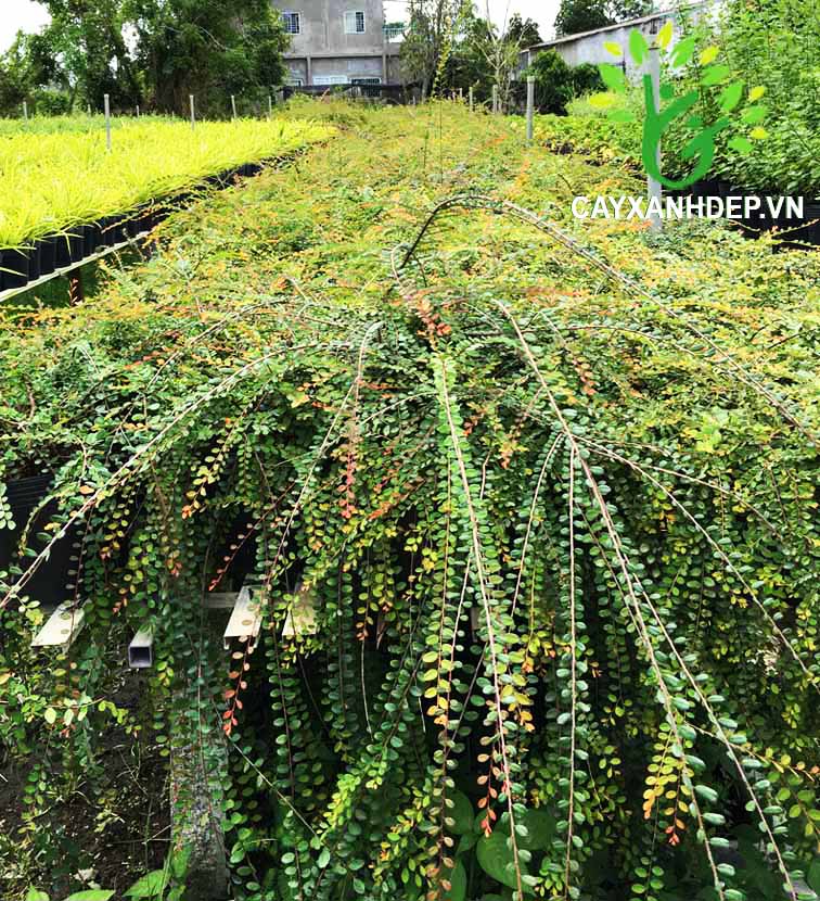 Cây sơn liễu - Cây Xanh Đẹp - Công Ty TNHH Một Thành Viên Cây Xanh Đẹp