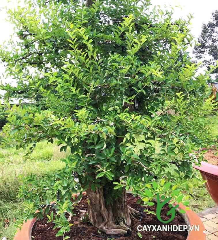 Cây sơ ri - Cây Xanh Đẹp - Công Ty TNHH Một Thành Viên Cây Xanh Đẹp