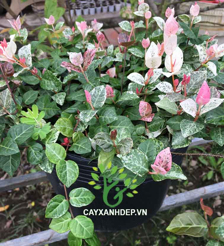 Cây thằn lằn - Cây Xanh Đẹp - Công Ty TNHH Một Thành Viên Cây Xanh Đẹp