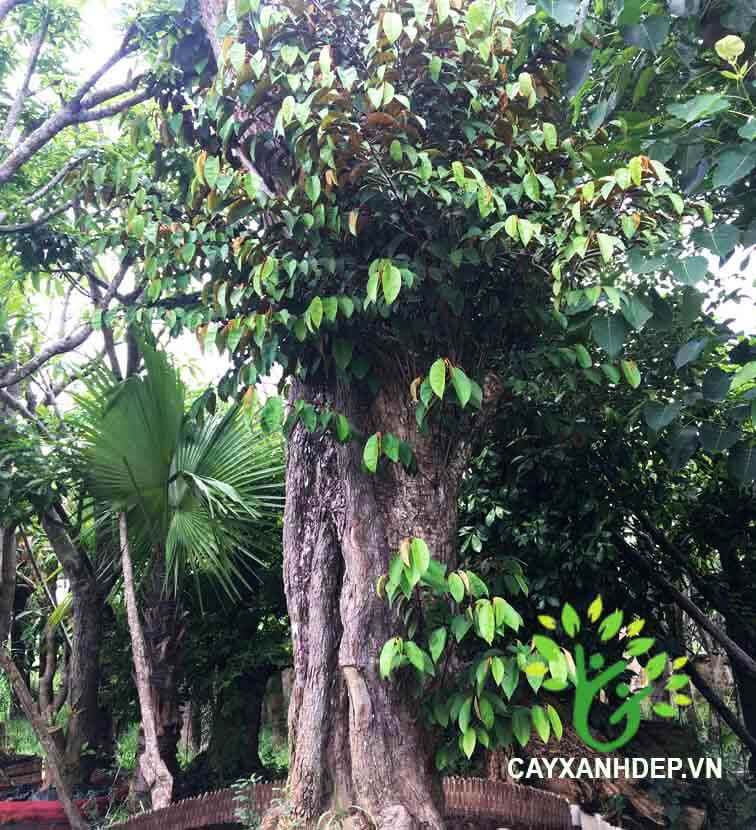 Cây vú sữa - Cây Xanh Đẹp - Công Ty TNHH Một Thành Viên Cây Xanh Đẹp