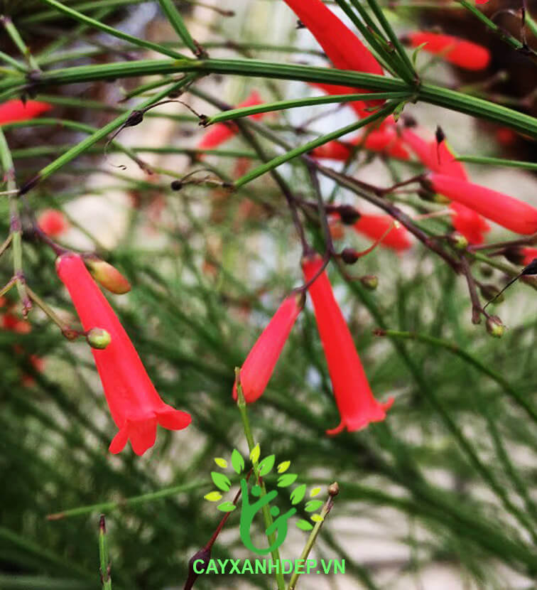 Cây xác pháo - Cây Xanh Đẹp - Công Ty TNHH Một Thành Viên Cây Xanh Đẹp