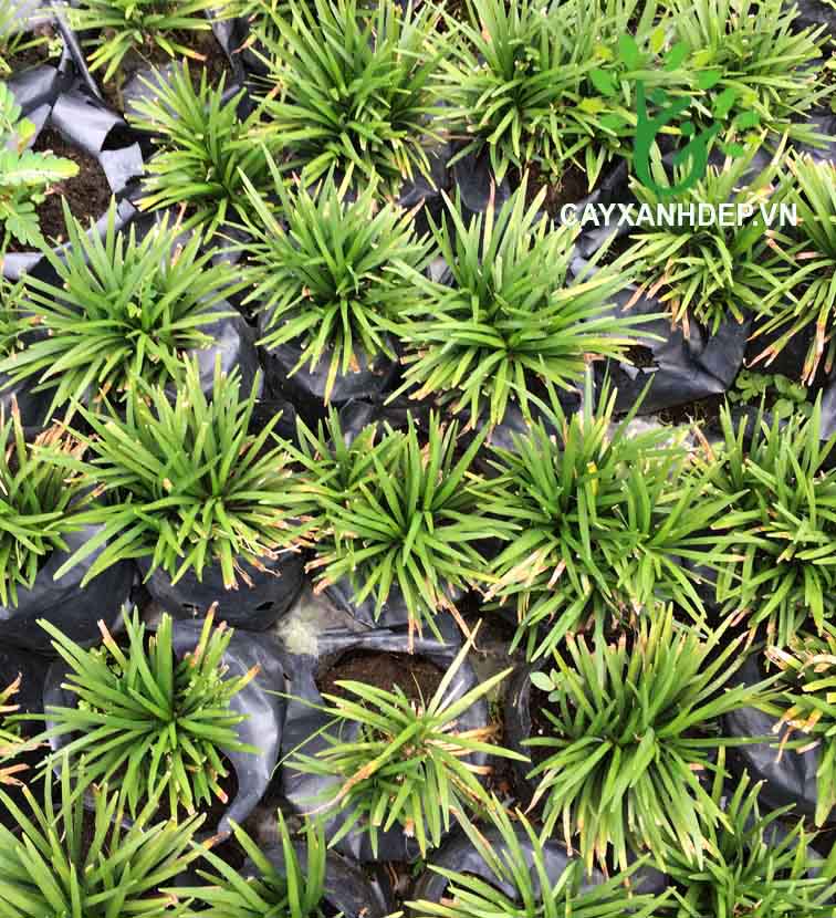 Cỏ gấu - Cây Xanh Đẹp - Công Ty TNHH Một Thành Viên Cây Xanh Đẹp