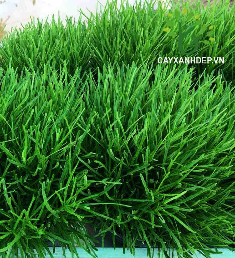 Cỏ mây - Cây Xanh Đẹp - Công Ty TNHH Một Thành Viên Cây Xanh Đẹp