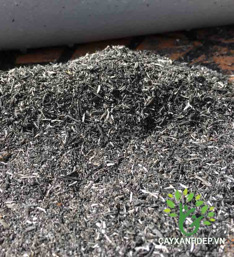 Đất trộn trấu - Cây Xanh Đẹp - Công Ty TNHH Một Thành Viên Cây Xanh Đẹp