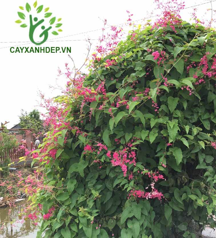 Hoa Tigon - Cây Xanh Đẹp - Công Ty TNHH Một Thành Viên Cây Xanh Đẹp