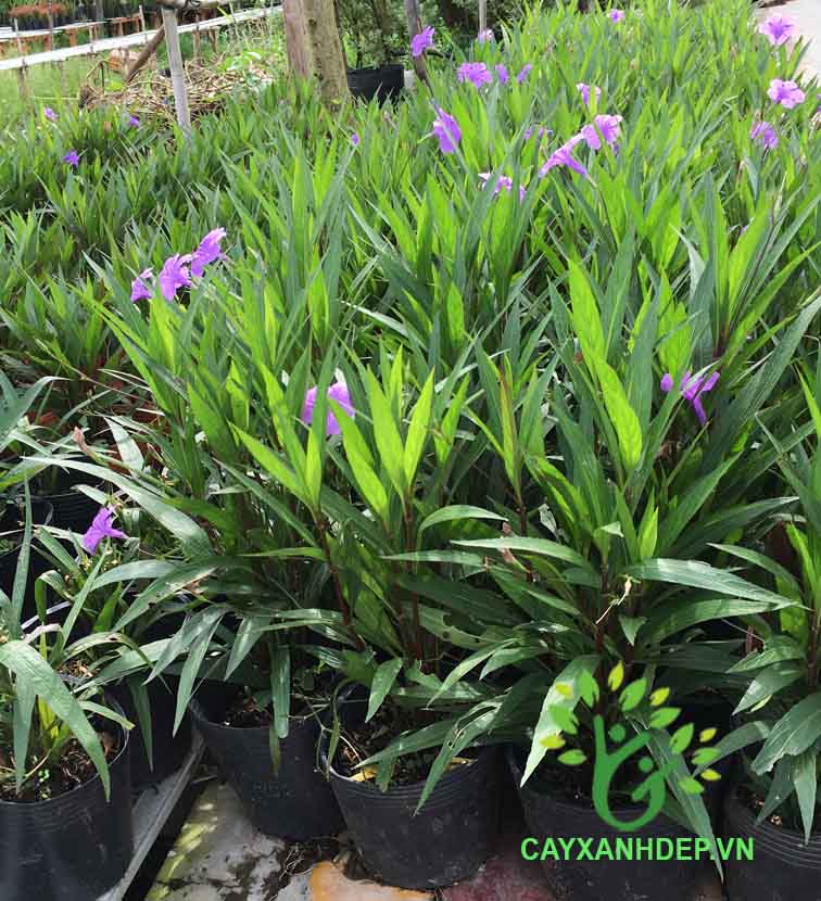 Hoa chiều tím - Cây Xanh Đẹp - Công Ty TNHH Một Thành Viên Cây Xanh Đẹp